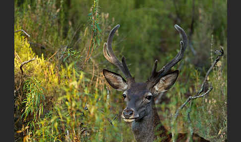 Rotwild (Cervus elaphus)