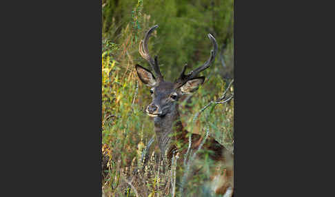 Rotwild (Cervus elaphus)