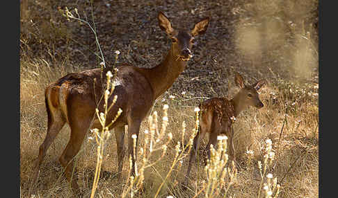 Rotwild (Cervus elaphus)