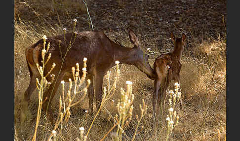 Rotwild (Cervus elaphus)