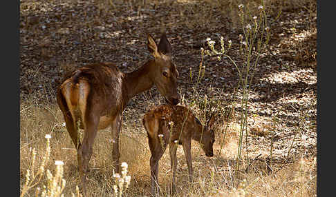 Rotwild (Cervus elaphus)