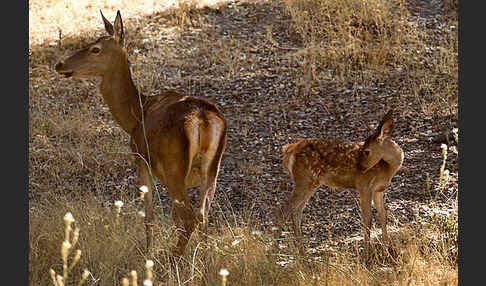 Rotwild (Cervus elaphus)