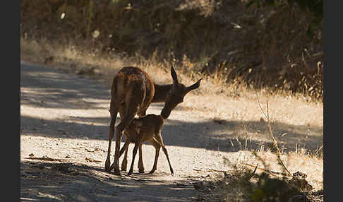 Rotwild (Cervus elaphus)