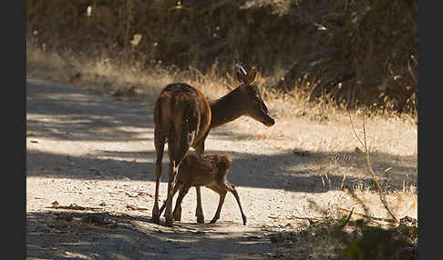 Rotwild (Cervus elaphus)