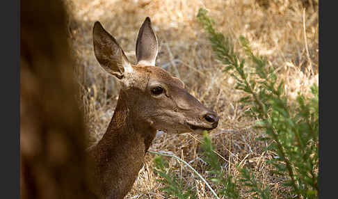 Rotwild (Cervus elaphus)