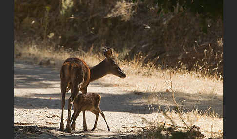 Rotwild (Cervus elaphus)