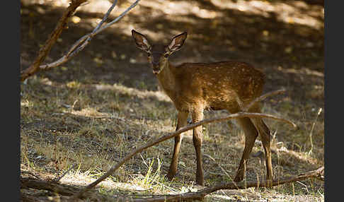 Rotwild (Cervus elaphus)