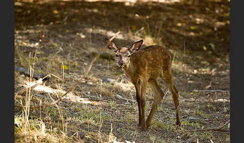 Rotwild (Cervus elaphus)