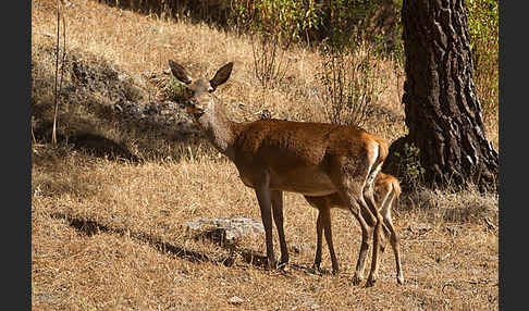 Rotwild (Cervus elaphus)