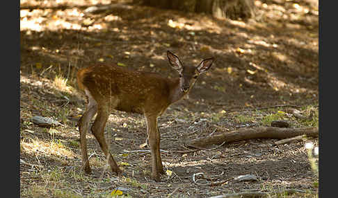 Rotwild (Cervus elaphus)