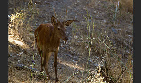 Rotwild (Cervus elaphus)