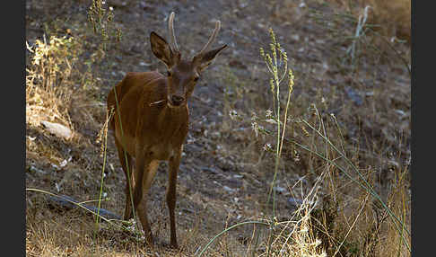 Rotwild (Cervus elaphus)