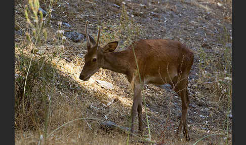 Rotwild (Cervus elaphus)