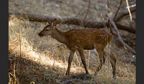 Rotwild (Cervus elaphus)