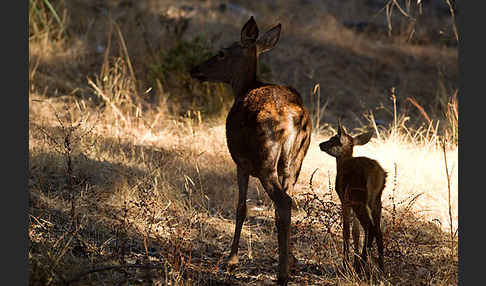 Rotwild (Cervus elaphus)