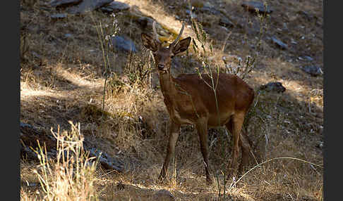 Rotwild (Cervus elaphus)