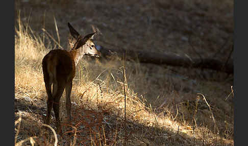 Rotwild (Cervus elaphus)