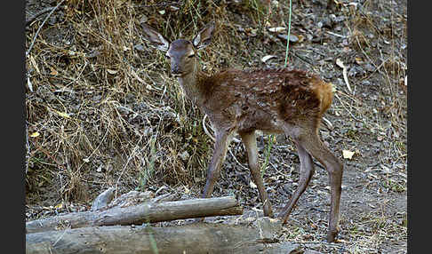 Rotwild (Cervus elaphus)