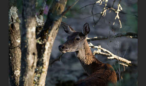 Rotwild (Cervus elaphus)