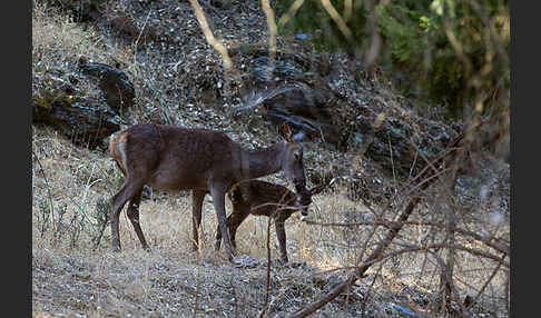 Rotwild (Cervus elaphus)