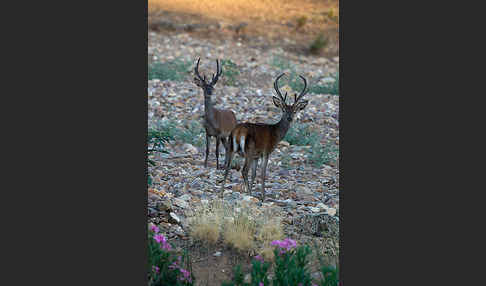 Rotwild (Cervus elaphus)