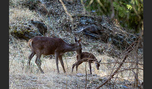 Rotwild (Cervus elaphus)