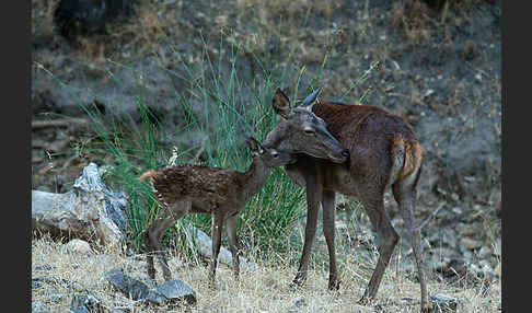 Rotwild (Cervus elaphus)