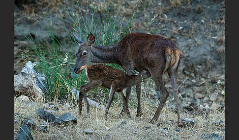 Rotwild (Cervus elaphus)