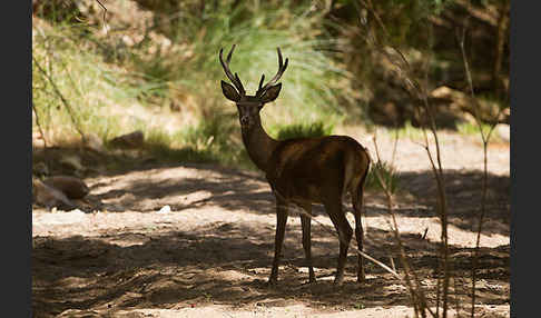 Rotwild (Cervus elaphus)