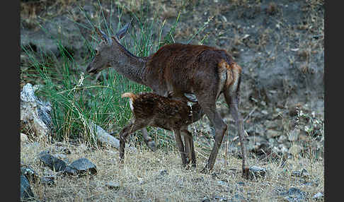 Rotwild (Cervus elaphus)