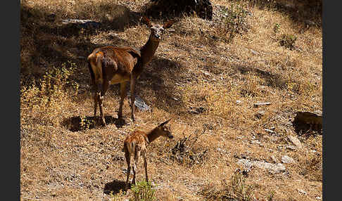 Rotwild (Cervus elaphus)