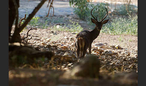 Rotwild (Cervus elaphus)