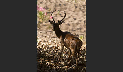 Rotwild (Cervus elaphus)