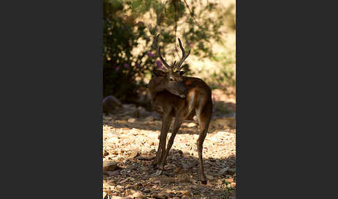 Rotwild (Cervus elaphus)