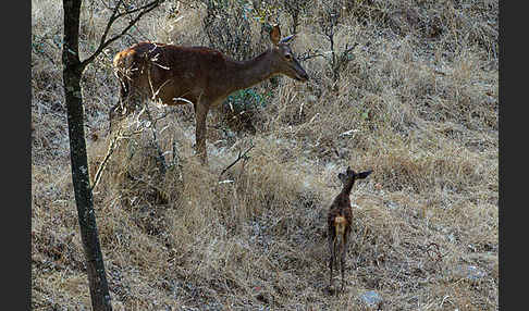 Rotwild (Cervus elaphus)