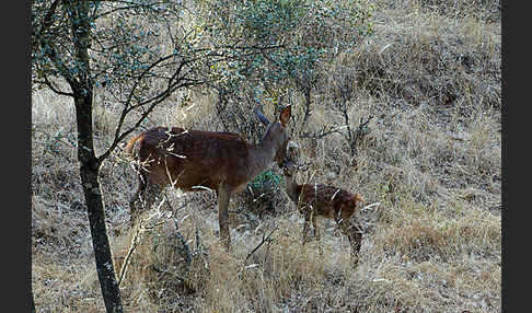 Rotwild (Cervus elaphus)