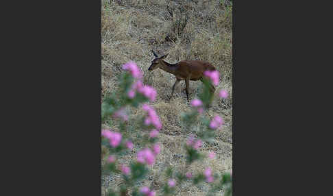 Rotwild (Cervus elaphus)