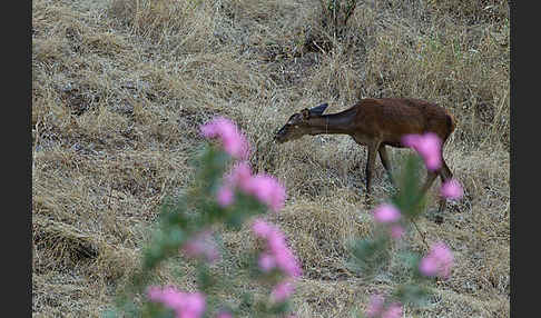 Rotwild (Cervus elaphus)