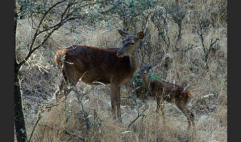 Rotwild (Cervus elaphus)