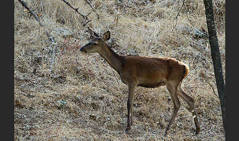 Rotwild (Cervus elaphus)