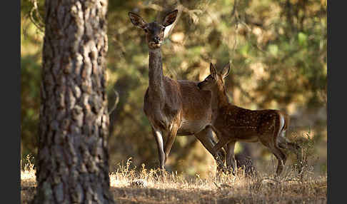 Rotwild (Cervus elaphus)