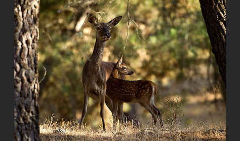 Rotwild (Cervus elaphus)