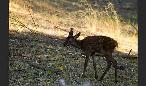 Rotwild (Cervus elaphus)