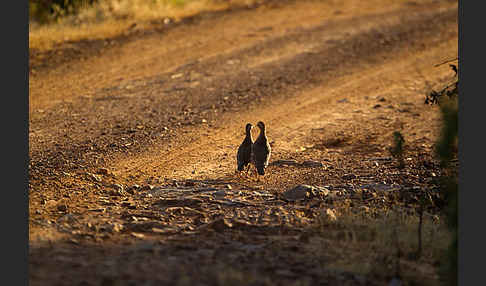 Rothuhn (Alectoris rufa)