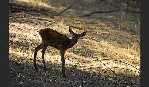 Rotwild (Cervus elaphus)