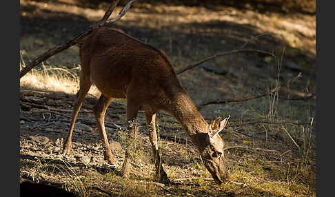 Rotwild (Cervus elaphus)