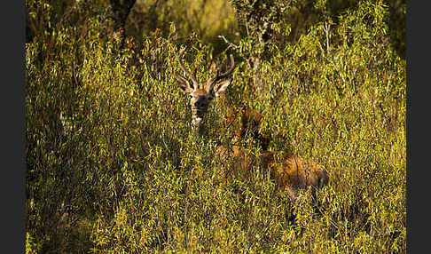 Rotwild (Cervus elaphus)