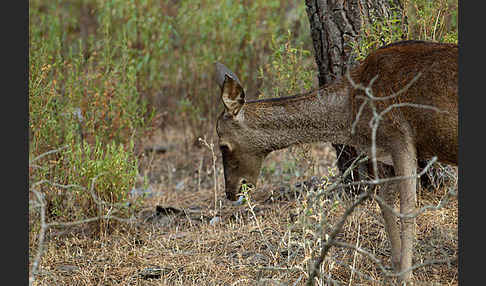 Rotwild (Cervus elaphus)