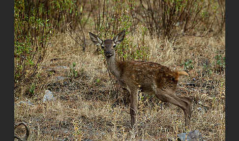 Rotwild (Cervus elaphus)