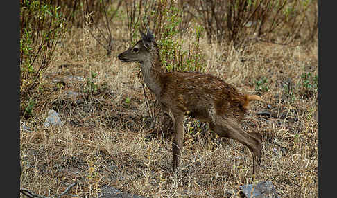 Rotwild (Cervus elaphus)